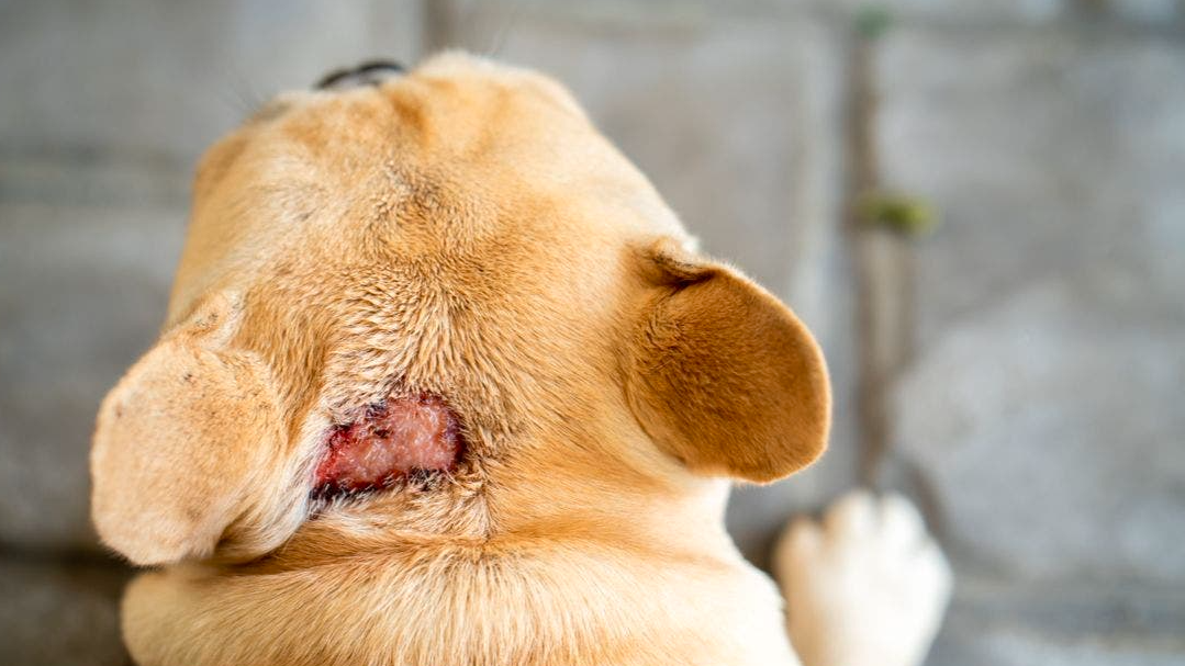 Hot Spot ou dermatite pyotraumatique chez le chien : ce que vous devez savoir !
