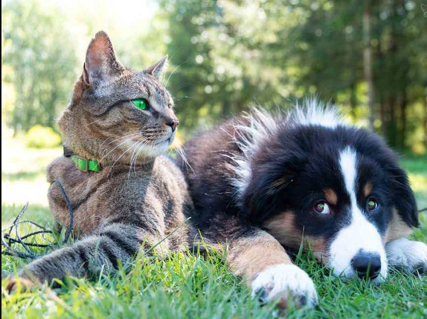 Avantages du CBD chez les chiens et les chats : un guide complet d’utilisation