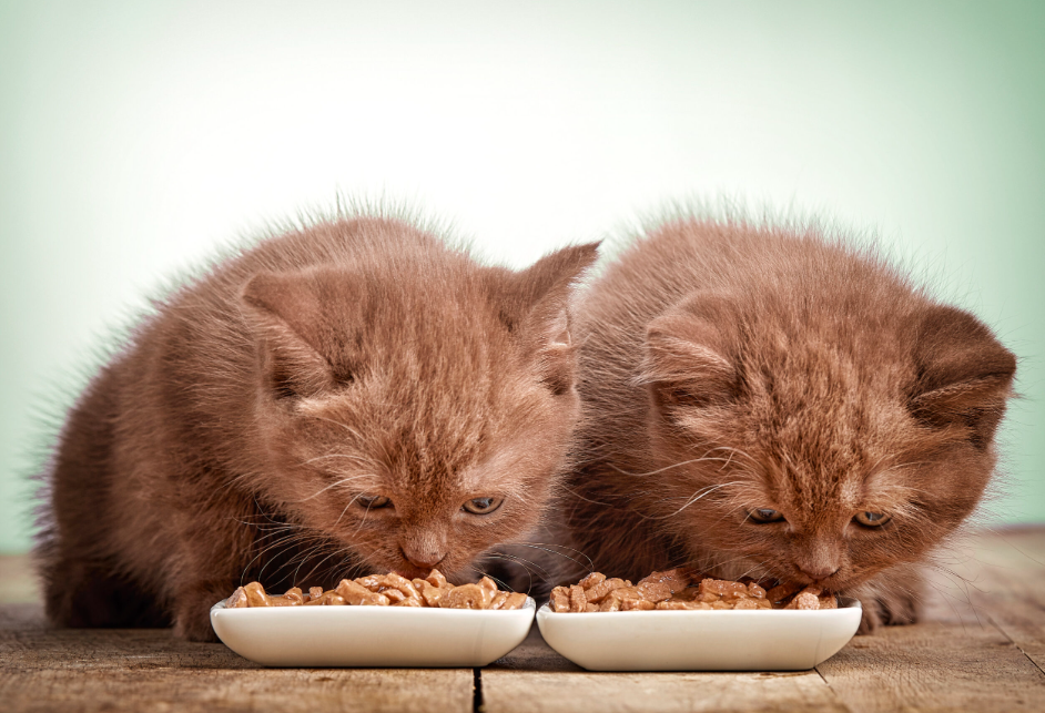 La bonne alimentation pour votre chaton : les bases nourrissantes pour une vie saine