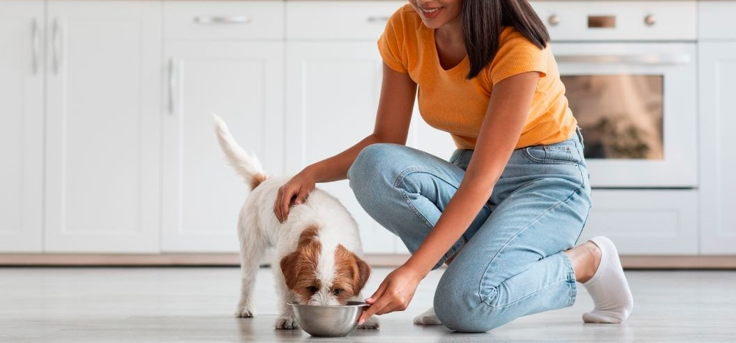 Nourrir un chien stérilisé – Tous nos conseils