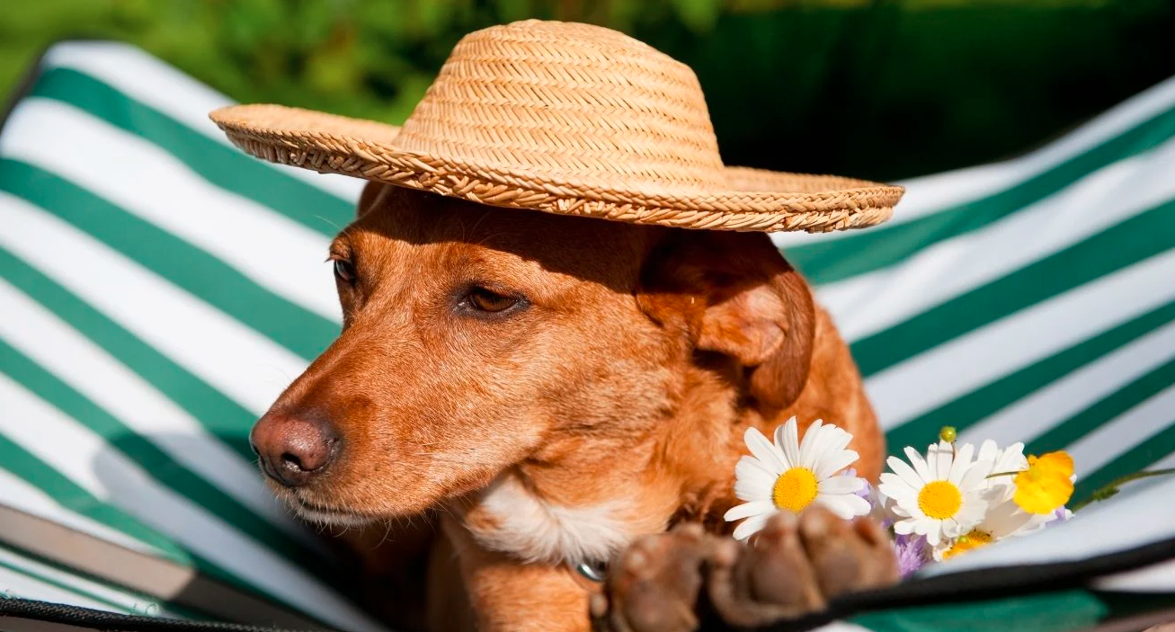 Comment protéger mon chien du soleil et de la chaleur ?