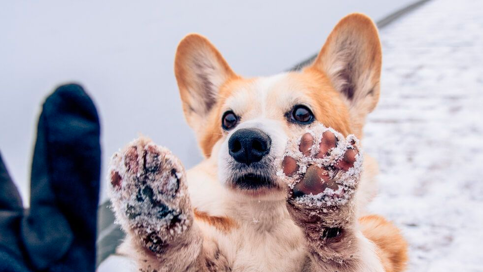 Naviguer dans les malheurs de l’hiver : un guide pour protéger les coussinets de votre chien de la neige