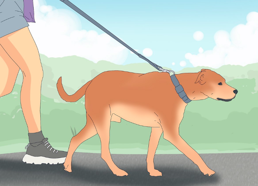 L’accouplement chez les chiens : le guide complet