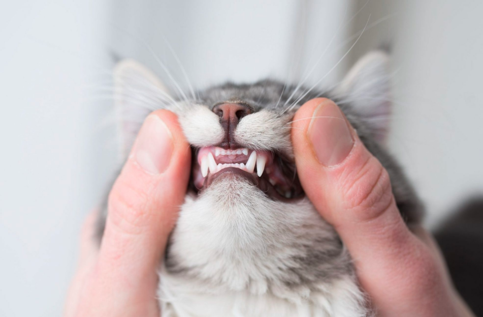 Dents de chat : tout ce que vous devez savoir sur les dents de votre chat !