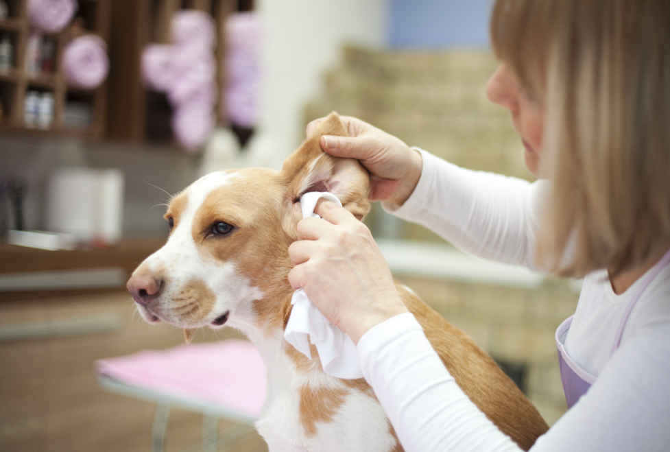 Comment nettoyer les oreilles de votre chien : un guide étape par étape