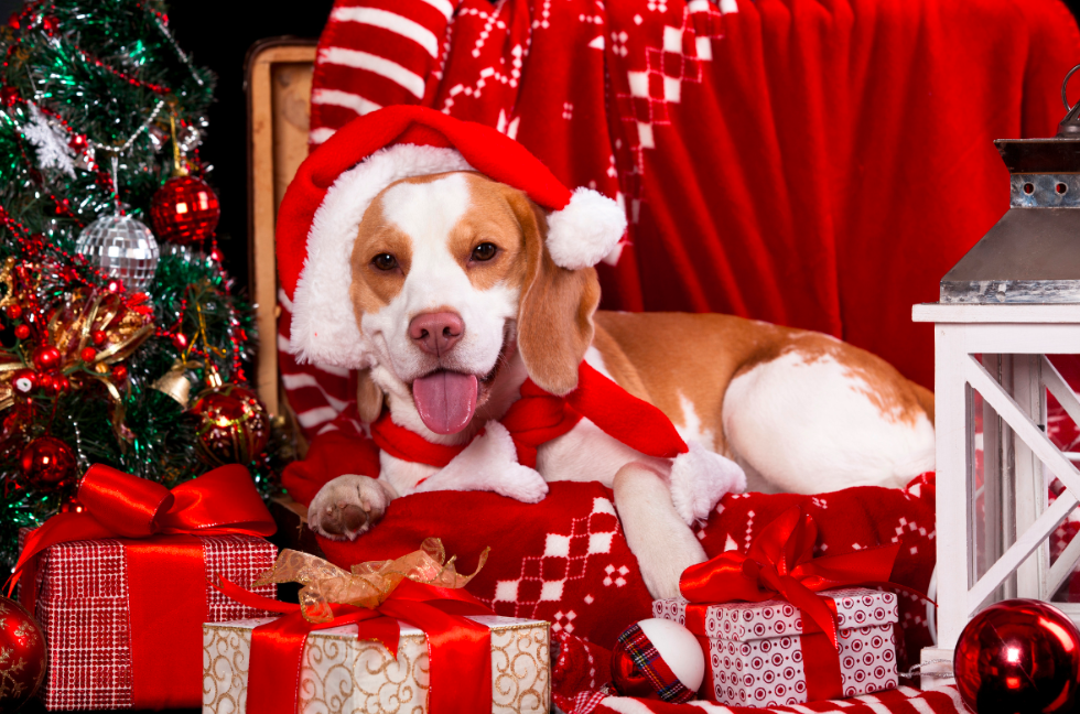 Top 10 des cadeaux de Noël à offrir à votre chien