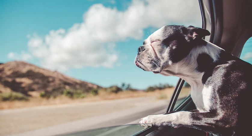 Comment voyager avec un chien en voiture : un guide complet