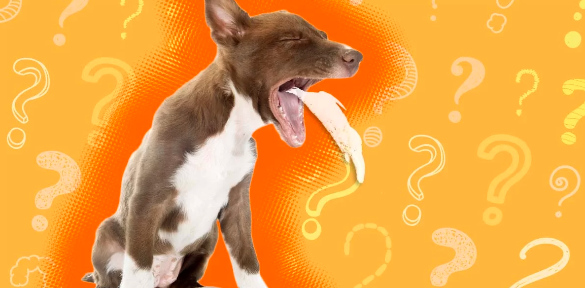 Pourquoi mon chien vomit-il de la mousse blanche ? Comprendre les causes et les solutions